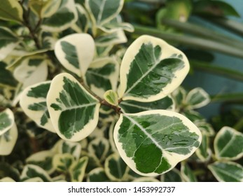 Fortune's spindle, winter creeper, wintercreeper - Euonymus fortunei 'Emerald'n'Gold' - Shutterstock ID 1453992737