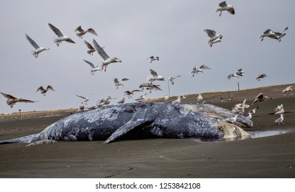 A Forty foot Gray Whale washked up on the beach at Long Beach, Washington.  Many seagulls are hoping to make a meal out of it.