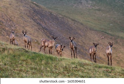 Fortymile Caribou Herd Boundary Alaska