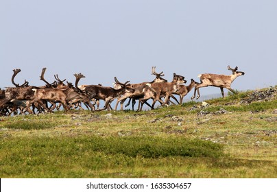 Fortymile Caribou Herd Boundary Alaska