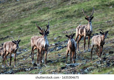 Fortymile Caribou Herd Boundary Alaska