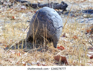 Forward facing shot of a pangolin walking towards camera in the african bush in Hwange National Park, Zimbabwe