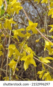 Forysthia shrubs are blooming with branches full of yellow flowers