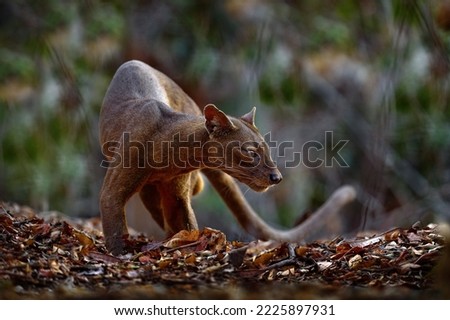 Fosa, Cryptoprocta ferox, Kirindy Forest in Madagascar. Beast of prey predator endemic in nature Madagascar. Fosa, mammal in nature habitat, wild. Rare cat dog look animal in dry forest, long tail.