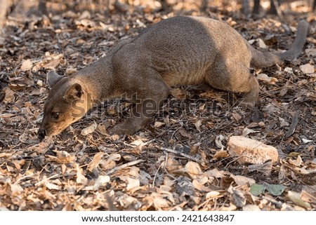 The fossa, also called ferocious cryptoproct and the only current representative of the genus Cryptoprocta. A species of feliform mammals of the family Eupleridae, endemic to Madagascar.