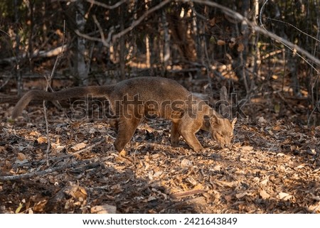 The fossa, also called ferocious cryptoproct and the only current representative of the genus Cryptoprocta. A species of feliform mammals of the family Eupleridae, endemic to Madagascar.