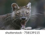 Fossa Cryptoprocta ferox