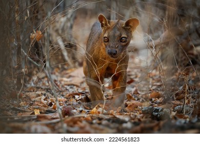 Fossa - Cryptoprocta ferox long-tailed mammal endemic to Madagascar, family Eupleridae, related to the Malagasy civet, the largest mammalian carnivore and top or apex predator on Madagascar. - Shutterstock ID 2224561823