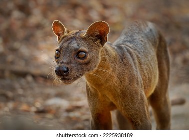 Fossa - Cryptoprocta ferox long-tailed mammal endemic to Madagascar, family Eupleridae, related to the Malagasy civet, the largest mammalian carnivore and top or apex predator on Madagascar. Portrait. - Shutterstock ID 2225938189