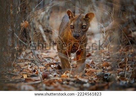 Fossa - Cryptoprocta ferox long-tailed mammal endemic to Madagascar, family Eupleridae, related to the Malagasy civet, the largest mammalian carnivore and top or apex predator on Madagascar.
