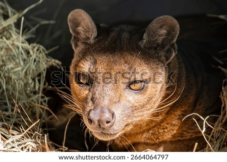 The fossa (Cryptoprocta ferox) is walking on the tree. 
A cat-like,  the largest mammalian carnivore on the island of Madagascar.