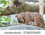 A fossa (Cryptoprocta ferox) washes itself in its enclosure at the zoo.