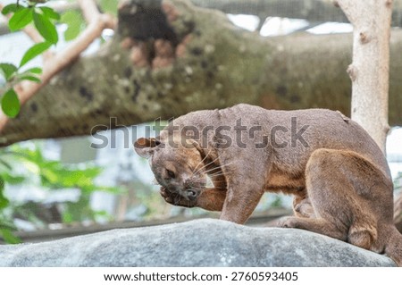 A fossa (Cryptoprocta ferox) washes itself in its enclosure at the zoo.
