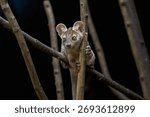Fossa up a tree at night