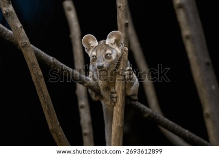 Fossa up a tree at night