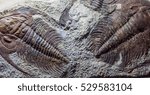 fossil