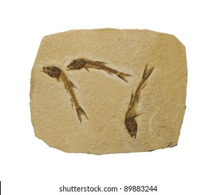 Fossil Of 3 Small Fish. Isolated On White.