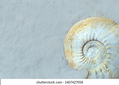 A Fossil Ammonite In A Natural Limestone Slab. Free Space As A Text Field. Concept  Fossils.