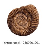 fossil of ammonite in the stone on white, isolated