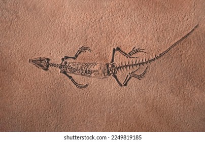 Fossil of ancient reptile in the rock