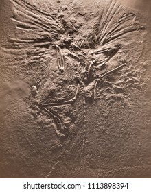 archaeopteryx skeleton