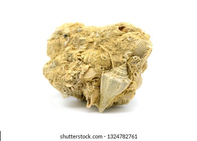 Fossil Of A Athleta Spinosa Snail On Lime Stone On White Isolated Background. Found In France.