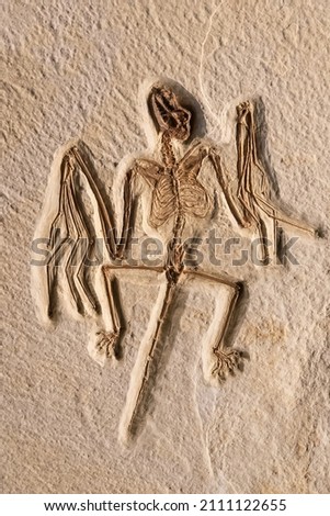 Fossil bat from the eocene period found in the Green River Formation in Wyoming