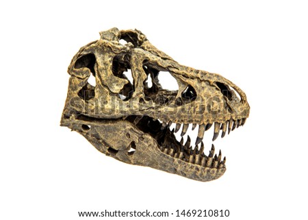 Fossil Bone Skull and Jaws of Tyrannosaurus rex ( T-rex ). isolated on white background.