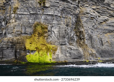 Fossil Cliffs with Fluorescent Green Algae, Maria Island