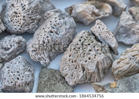 Fossil corals of the Dolomites