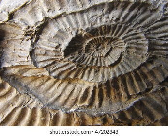A Fossil Detail Found In The Jurassic Coast, England