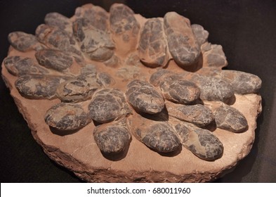 Fossil Of Dinosaur Eggs