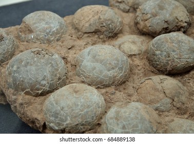 Fossil Of Dinosaur Eggs