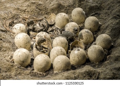 Fossil Of Dinosaur Eggs In Nest