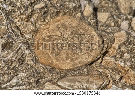 Fossil echinoderms. Geosite area of Duidduru, Sardinia, Italy