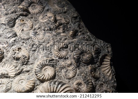 fossil embedded in stone, real ancient petrified shell 