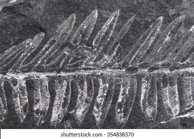 Fossil Fern From The Carboniferous Period