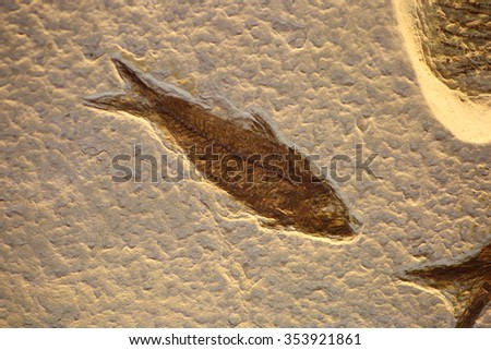 Fossil of fish