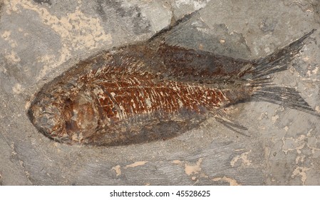 Fossil Of A Fish (Eocene, China).