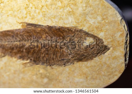 Fossil Fish from the Eocene Epoch.