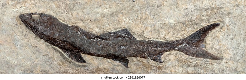 Fossil Fish Eocene Green River Formation Stock Photo 2161926077 ...