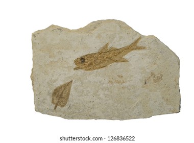 Fossil Of Fish And A Leaf. Isolated On White.