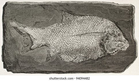 Fossil fish old illustration (Paleoniscum). Created by Mesnel, published on Le Tour du Monde, Paris, 1867