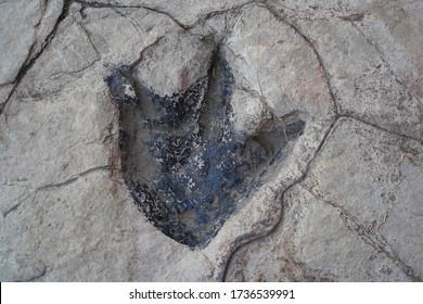 Fossil footprint of a dinosaur. Footstep of a tyrannosaurus - Shutterstock ID 1736539991