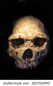 Fossil Of A Heidelbergensis. Heidelberg Man Is The Name Given To A Number Of Human Fossil Remains That Are Older Than Fossils Of Neanderthals