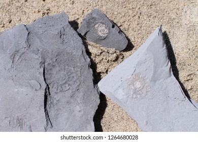 Fossil Hunting Cornwall