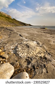 Fossil Hunting On The Dorset Coastline