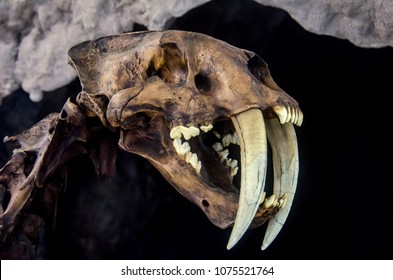 Fossil of an Ice Age feline