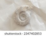 Fossil: Late Jurassic Ammonite - External View