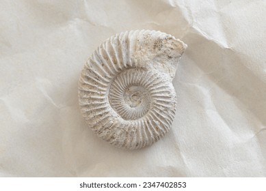 Fossil: Late Jurassic Ammonite - External View